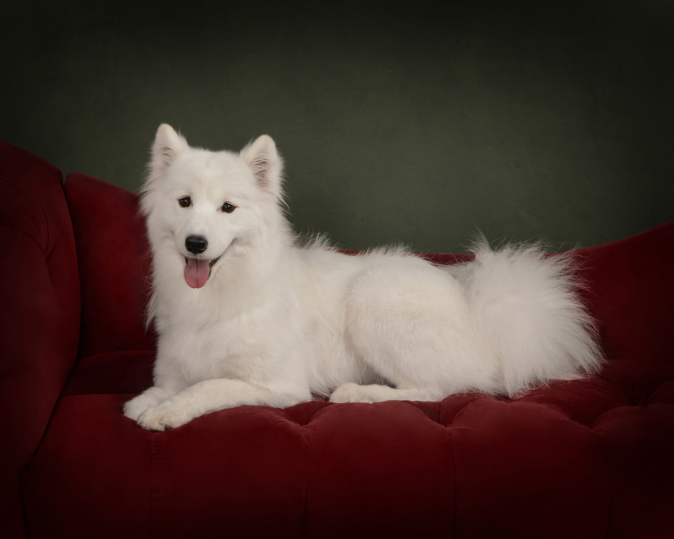 Pet Portrait